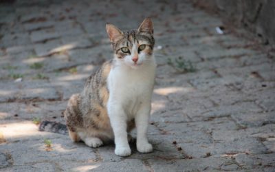Wash Your Pet’s Dishes After Every Single Use, Seriously