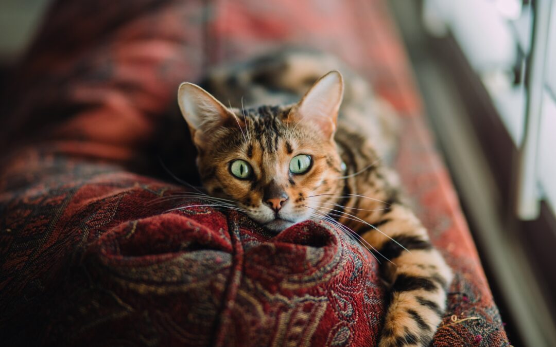 Orange and black cat with green eyes laying on couch