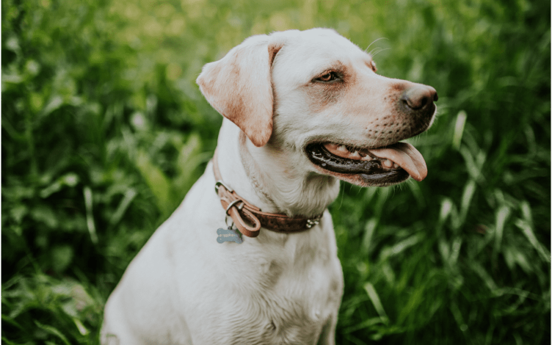White Labrador Retriver sitting amongst tall weeds