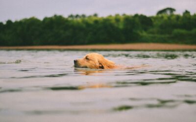 5 Tips for Safe Pet Swimming Practices