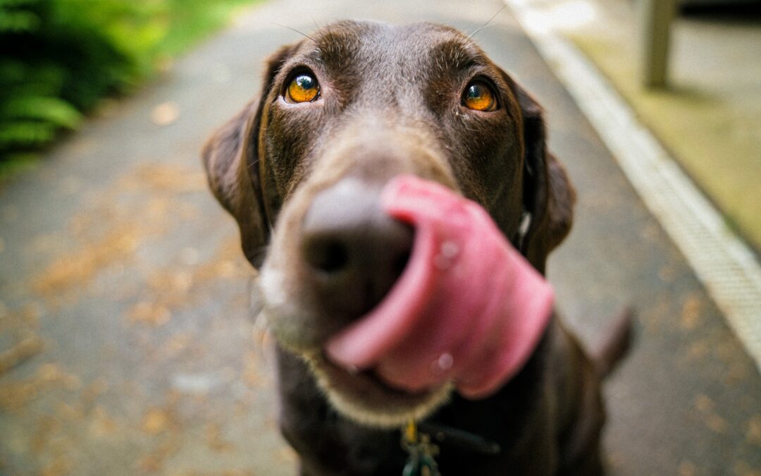 Chocolate lab looking at the camera licking its nose