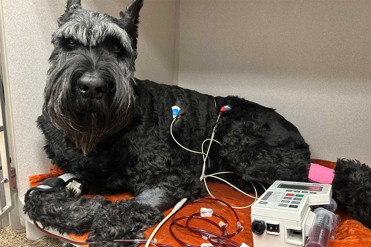 Giant schnauzer dog undergoing treatment.