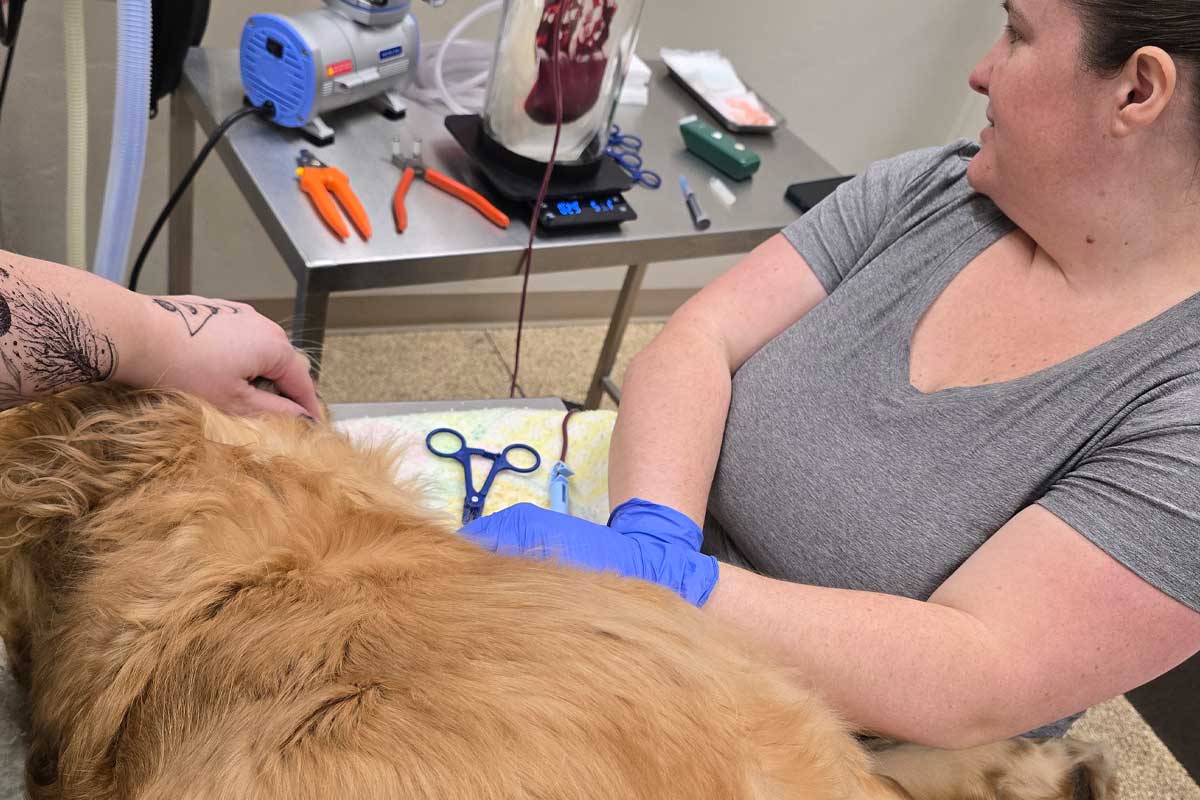 Veterinarian draws blood from dog