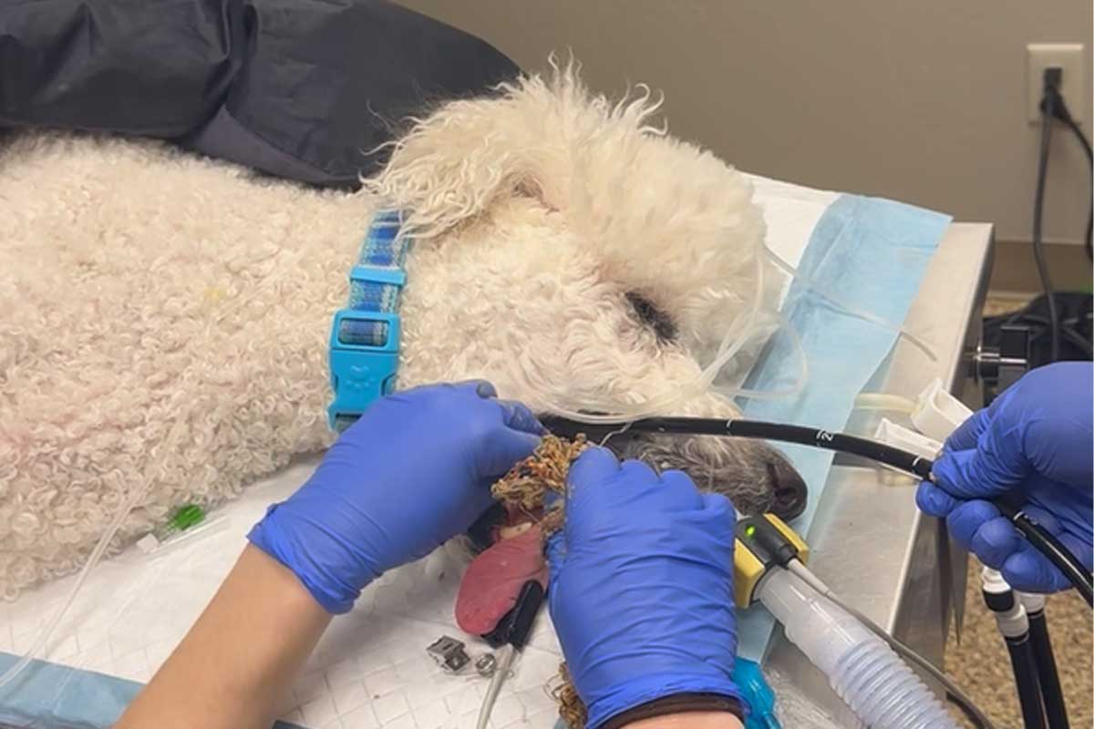 Veterinarians remove foreign objects from dog.