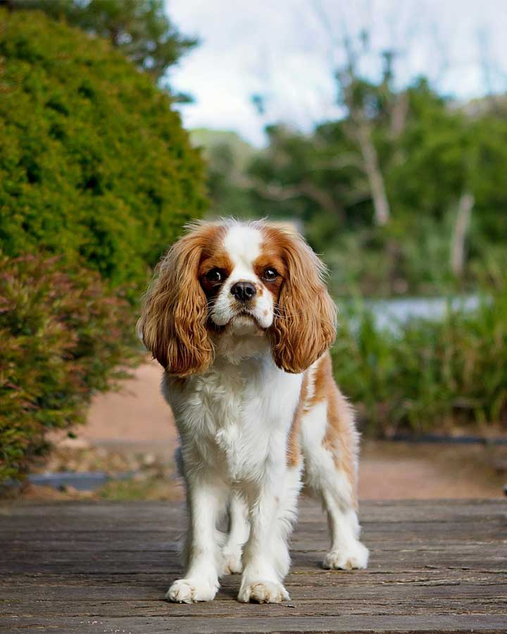 Cavalier King Charles spaniel portrait