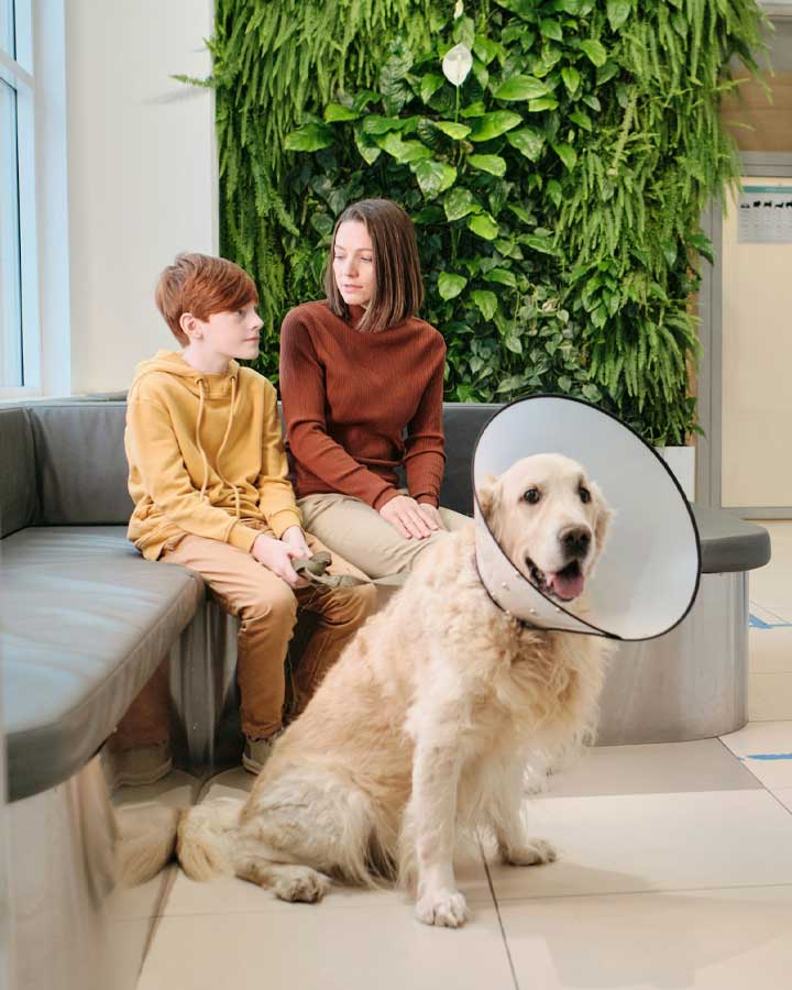Dog with cone at vet.
