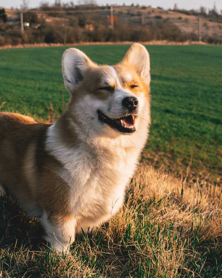 Happy corgi dog in sunlight