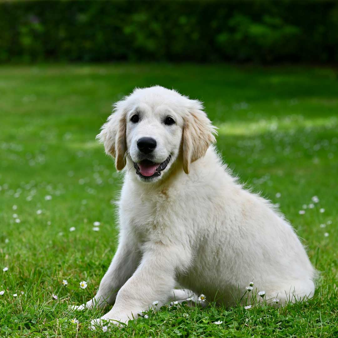 Smiling White Golden retriever puppy in grass