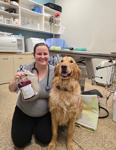 A smiling veterinarian crouches beside a happy Golden Retriever. The vet holds a blood bag, indicating a blood donation.
