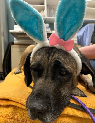 A large dog wearing fluffy bunny ears with a pink bow lies on a yellow blanket, looking sleepy and relaxed.