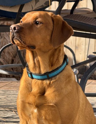 A golden-brown dog with a blue collar sits in sunlight.