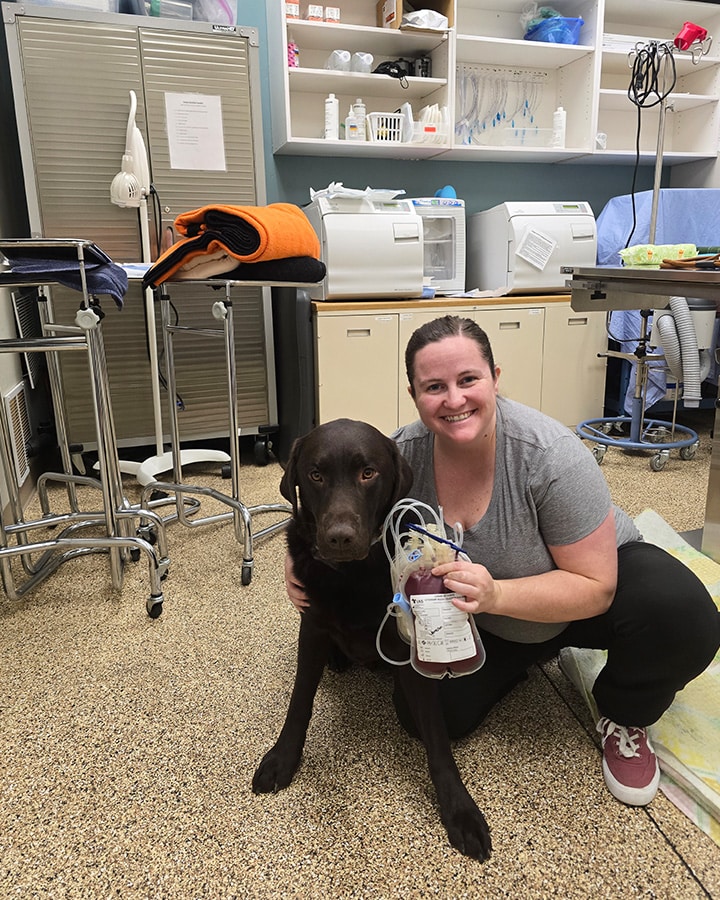 A vet with a chocolate lab
