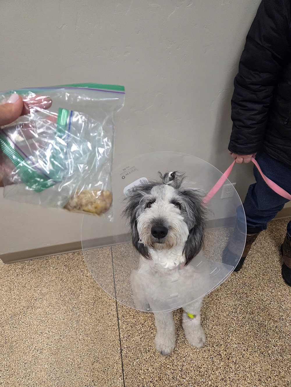 A fluffy dog wearing a cone collar sits on a tiled floor, looking up. A hand holds a plastic bag with an object inside.